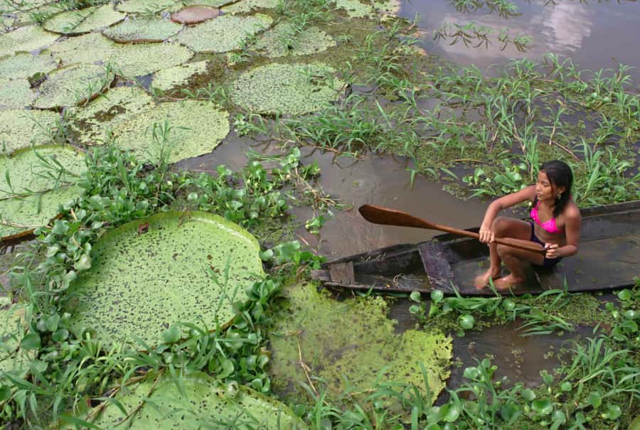 Manaus: Full-Day Tour on the Amazon River - The Pirarucu Nursery and Forest Food