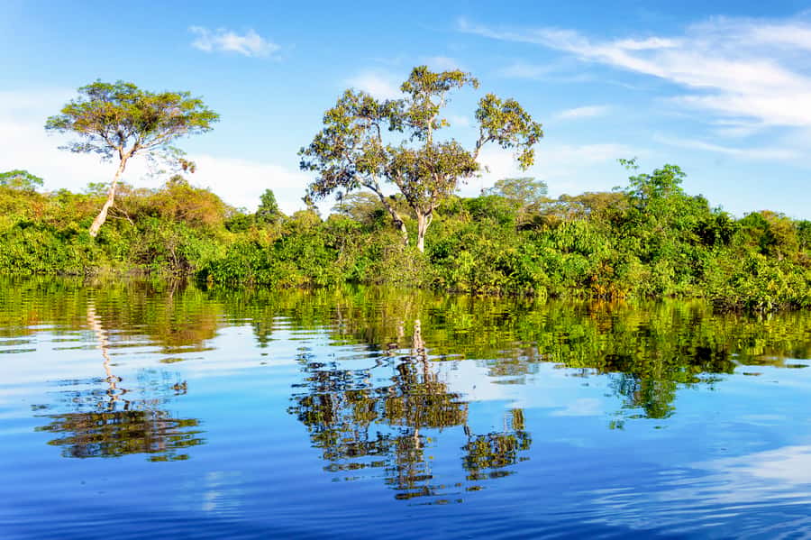 Manaus: Full-Day Tour on the Amazon River - Lake January, Canoes, and Victoria Regia