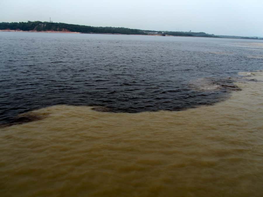Manaus: Meeting of the Waters & Pink Dolphin Tour with Lunch - The pink dolphin swim