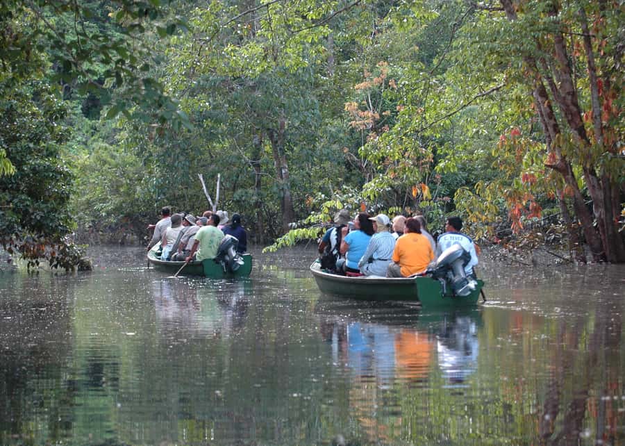 Manaus: Meeting of the Waters & Pink Dolphin Tour with Lunch - Who should book this tour?