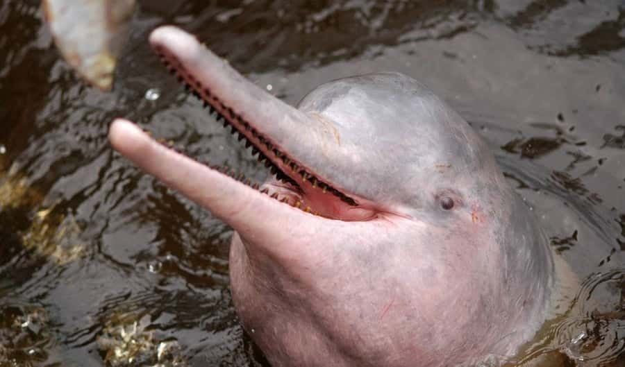 Manaus: Meeting of the Waters & Pink Dolphin Tour with Lunch - Crossing the Black River toward the Meeting of the Waters
