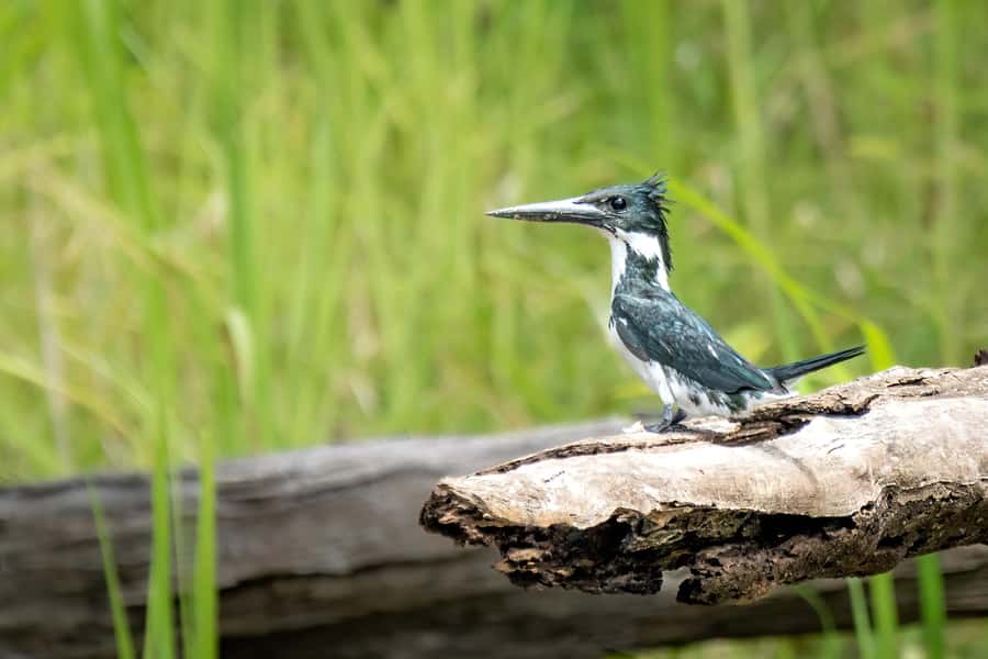 Manaus: Multi-Day Amazon Trip at Tapiri Floating Lodge - Day 3: A local family and your first forest camp