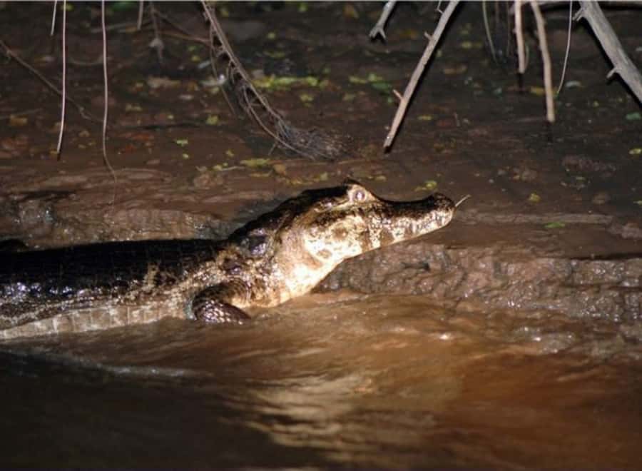 Manaus: Piranha Fishing and Alligator Watch Evening Tour - Key points at a glance