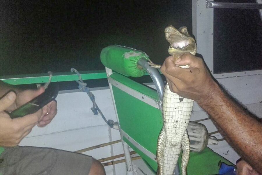 Manaus: Piranha Fishing and Alligator Watch Evening Tour - Practical tips before you go