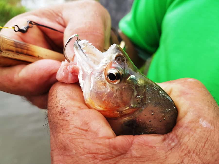 Manaus: Piranha Fishing and Alligator Watch Evening Tour - Why the Solimões River matters for fishing