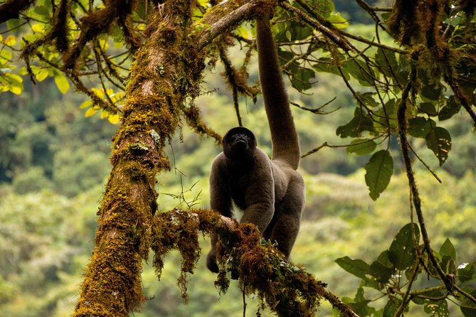 Manu National Park Tour 4days/3night - Food that keeps the day moving