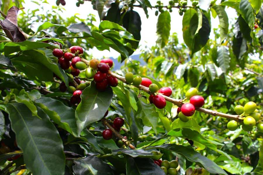 Medellín Coffee Farm Tour with Trolley and Cable Car Ride - What the $56 price delivers