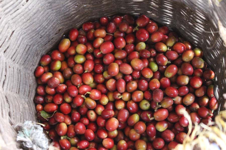Medellin: Coffee Tour with Hotel Transfers and Meals - Fiambre paisa above the valley