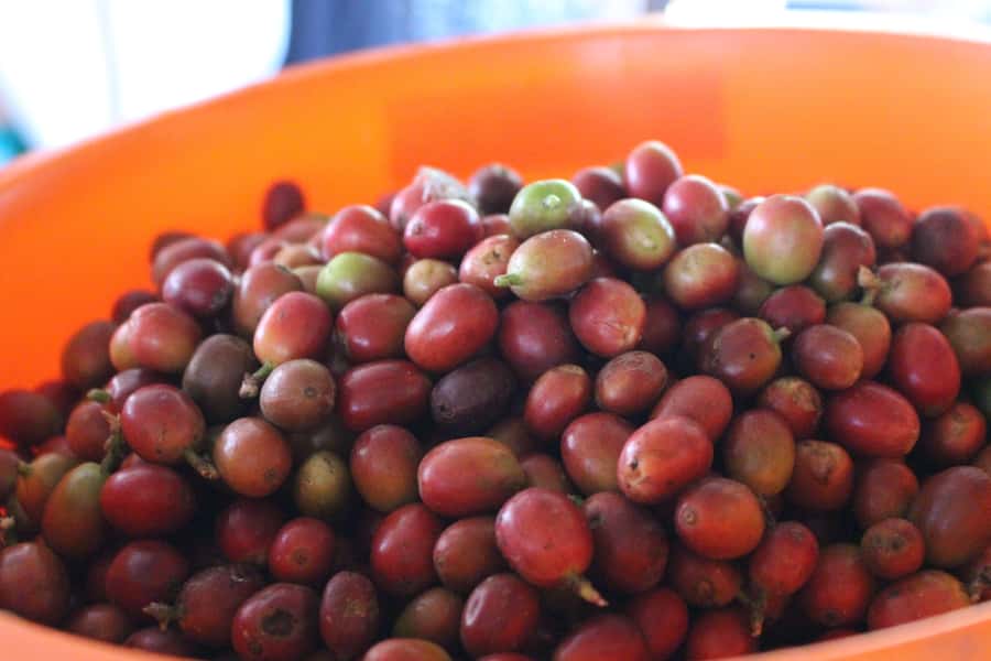 Medellin: Coffee Tour with Hotel Transfers and Meals - Plátano calado con quesito to finish