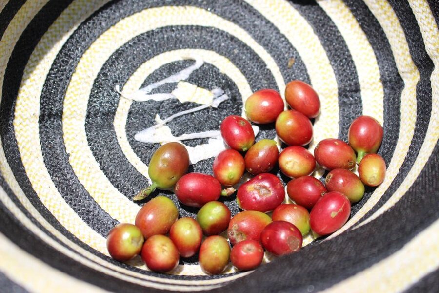 Medellin: Coffee Tour with Hotel Transfers and Meals - Is the $70 price good value?