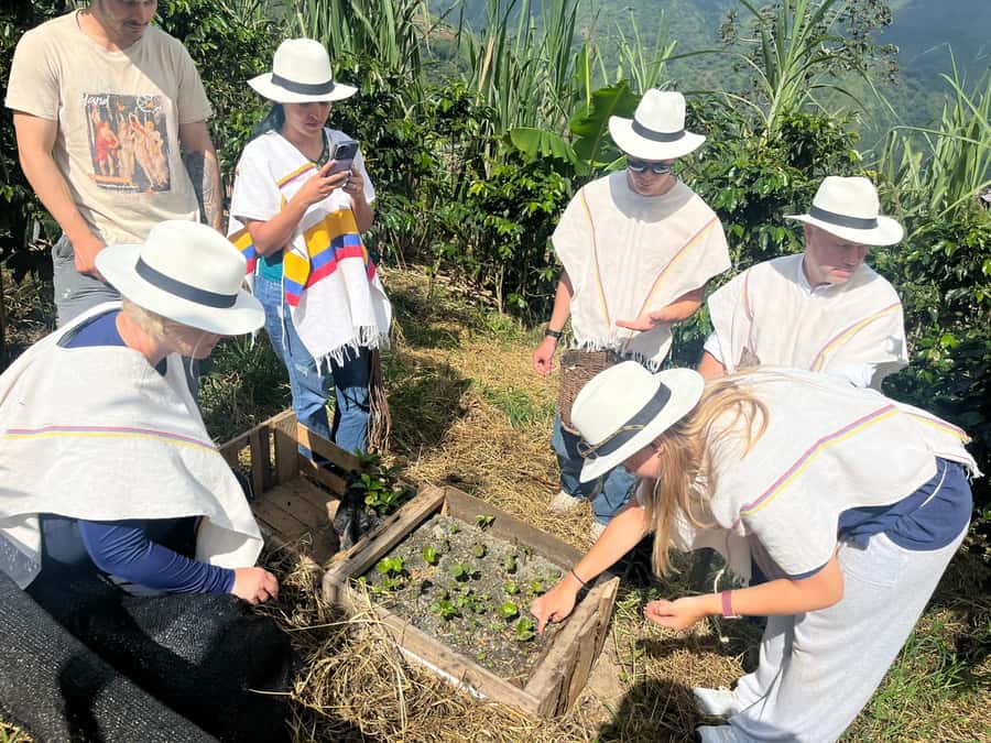 Medellin: Coffee Tour with Hotel Transfers and Meals - Picking coffee cherries on the hillside
