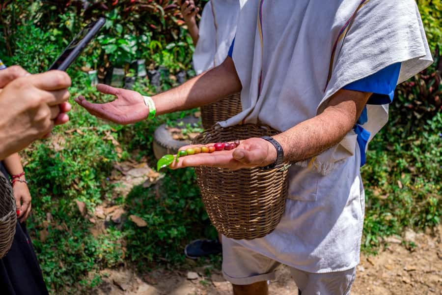Medellin: Coffee Tour with Transport, Snacks and Tastings - Walking among coffee plants