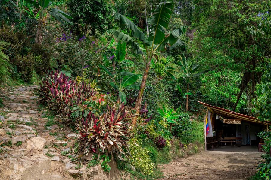 Medellin: Coffee Tour with Transport, Snacks and Tastings - Coffee husks, mucilage, and the first tastings