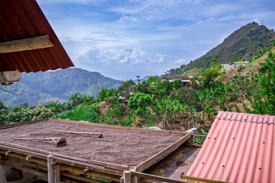 Medellin: Coffee Tour with Transport, Snacks and Tastings - Optional horseback riding through the hills