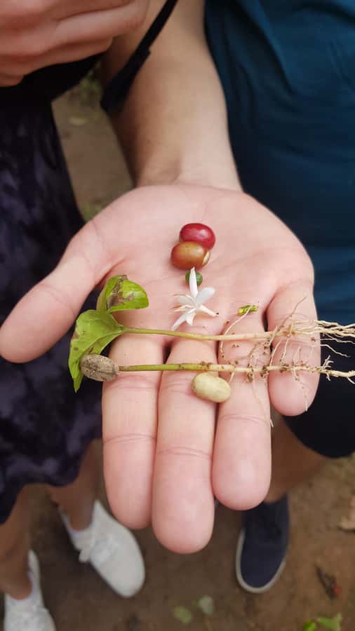 Medellin: Guatape, El Peñol Coffee Farm Private Tour & Fruit - Who should book this experience