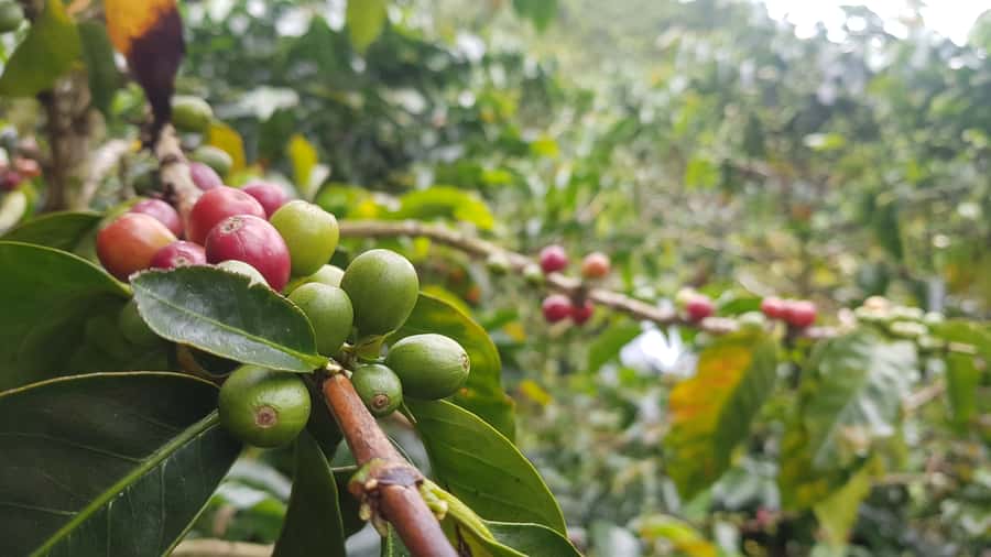 Medellin: Guatape, El Peñol Coffee Farm Private Tour & Fruit - Why this Medellín day trip works so well