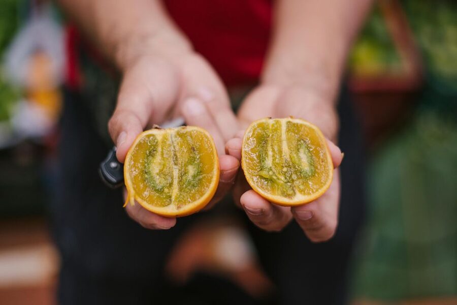 Medellín: Guided Exotic Fruits Tour - Guides who make the difference