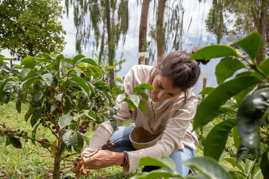 Medellin: Horseback Riding Coffee Farm Tour with Coffee Spa - Don Leandro Coffee Farm, from bean to brewed cup