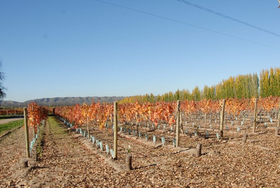 Mendoza: Full Day Wine Tour with 3 Course Lunch - The service concern you should not ignore