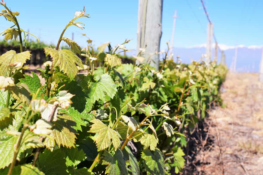Mendoza: Half-Day Wine Tour with Tastings - What the tasting stops are really like