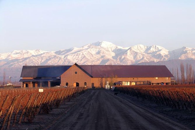 Mendoza Hop-On Hop-Off Wine Tour - Paying for tastings, lunch, and olive oil