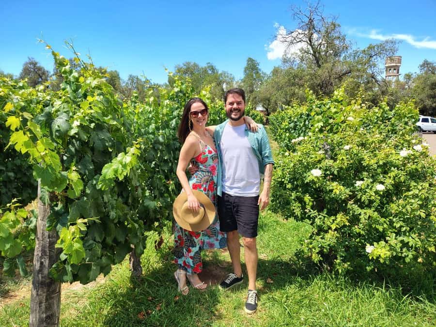 Mendoza: Top Wineries Guided Tour with Transportation - What the $140 price really buys