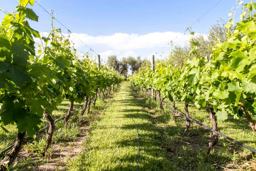 Mendoza: Winebike Tasting Tour with Optional Lunch - Why the multi-bike makes Mendoza wine country different