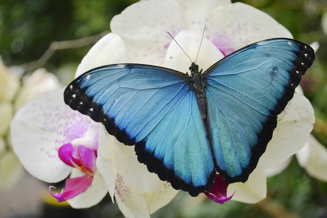 Mindo Cloud Forest Full Day Tour from Quito - Why Mindo makes a strong day trip from Quito