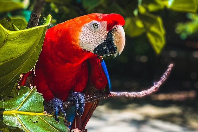 National Aviary & Mambo Beach Club Baru - Playa Blanca - Two Cartagena-area attractions in one long day