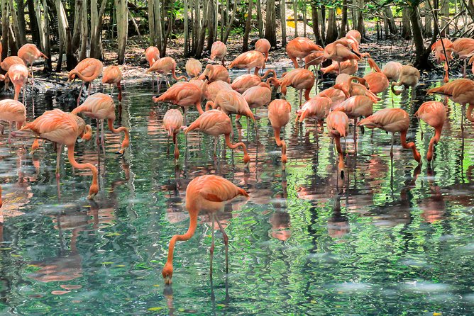 National Aviary & Mambo Beach Club Baru - Playa Blanca - The ride to Barú changes the mood