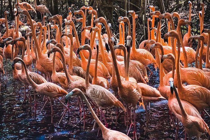 National Aviary & Mambo Beach Club Baru - Playa Blanca - The National Aviary is the real highlight