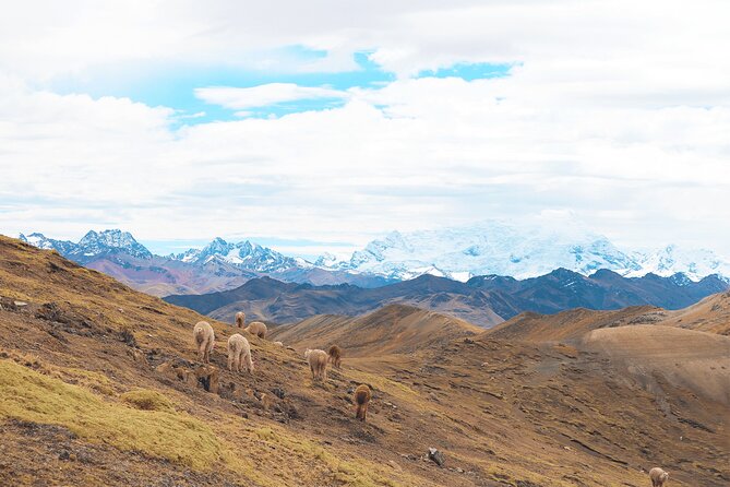 Palccoyo Rainbow Mountain Full Day Tour from Cusco - Who will enjoy this tour most