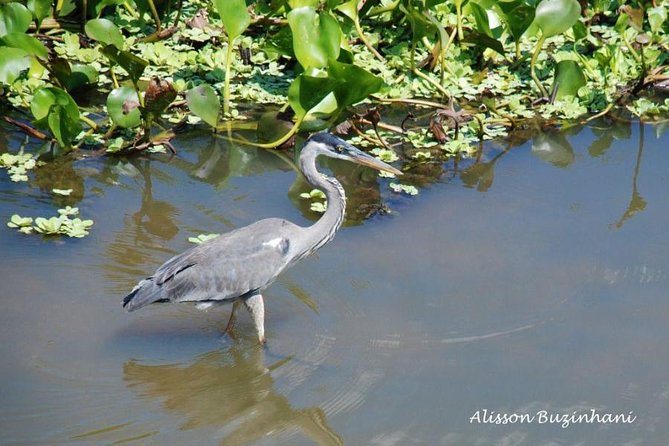 Pantanal Day Trip - All Inclusive - Leaving Campo Grande - Why this Campo Grande day trip works