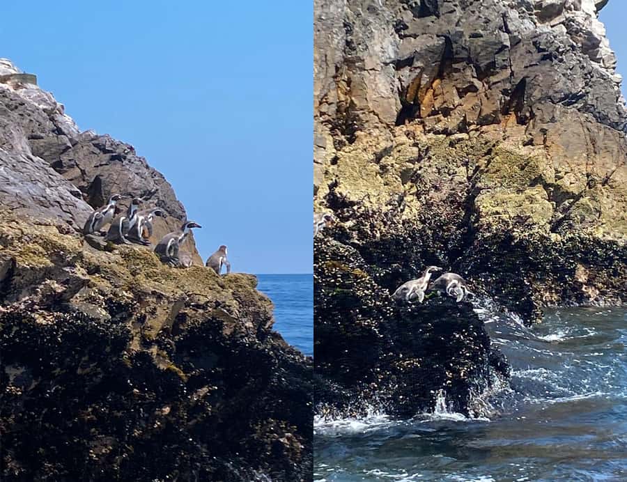 Paracas: Ballestas Islands Morning Boat Tour - Who will get the most from this trip
