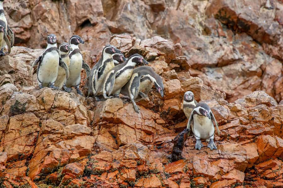 Paracas: Ballestas Islands Morning Boat Tour - A low-cost way to meet Paracas wildlife