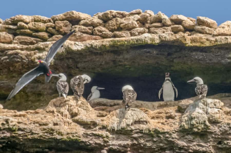 Paracas: Ballestas Islands Morning Boat Tour - The fast ride toward El Candelabro