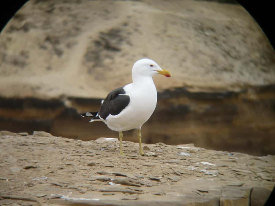Paracas:Private Tours Paracas National Reserve all inclusive - A short walk for flamingos and other birds