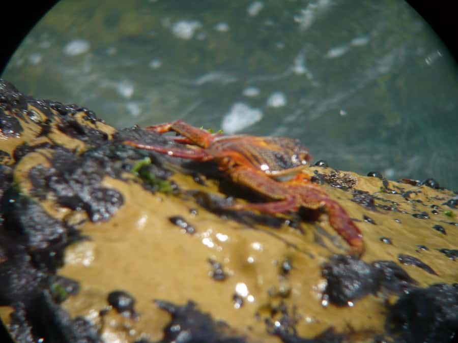 Paracas:Private Tours Paracas National Reserve all inclusive - Mirador Catedral and the reserve’s coastal rock