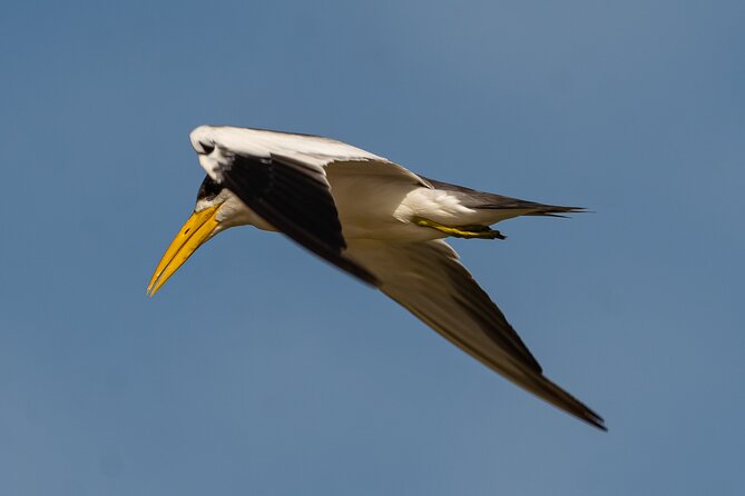Paraguay River Nature and Wildlife Boat Tour from Asunción - The birds you are most likely to notice