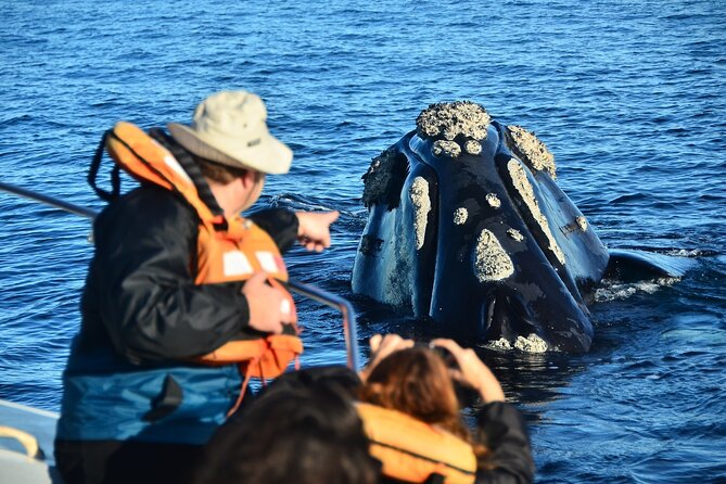 Peninsula Valdes Tour with Optional Whale Watching - Starting at the Carlos Ameghino Isthmus