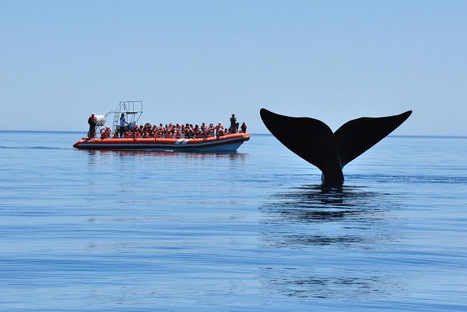 Peninsula Valdes Tour with Optional Whale Watching - Who should book this day tour?