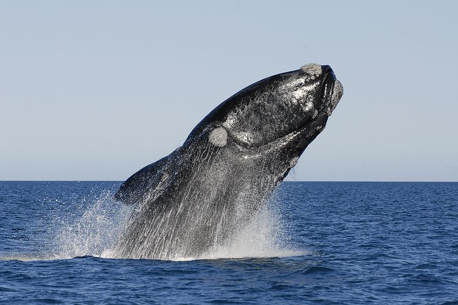 Peninsula Valdes Tour with Optional Whale Watching - Puerto Piramides and the two-hour whale trip