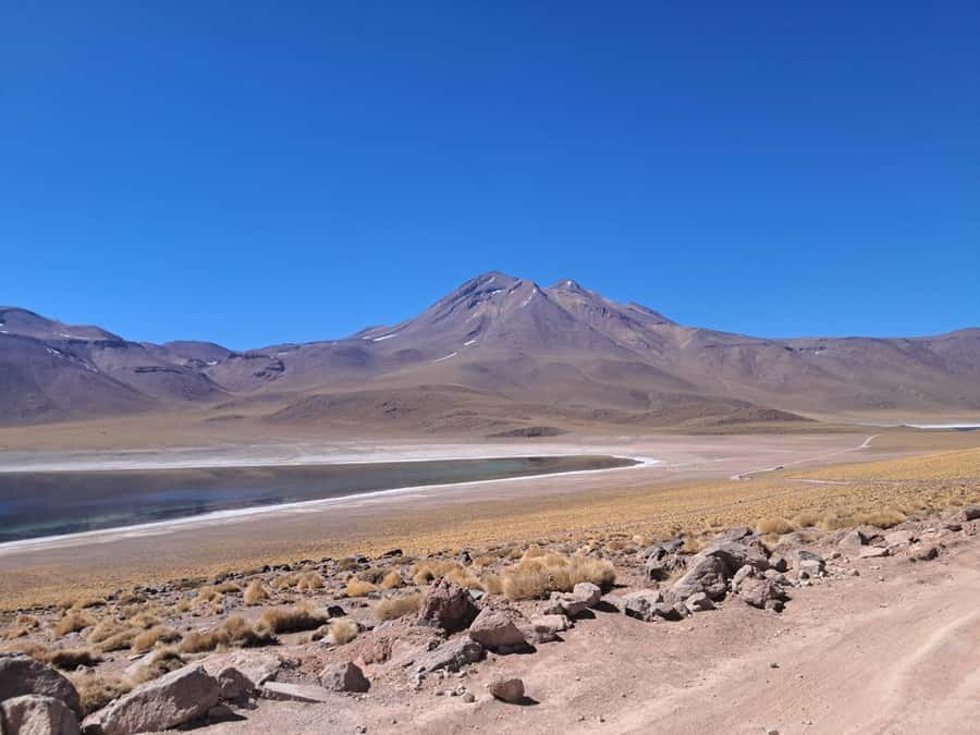 Piedras Rojas, Altiplanics Lagoons & Salar Full-Day Tour - Miscanti and Miñiques Lagoons at 4,200 meters