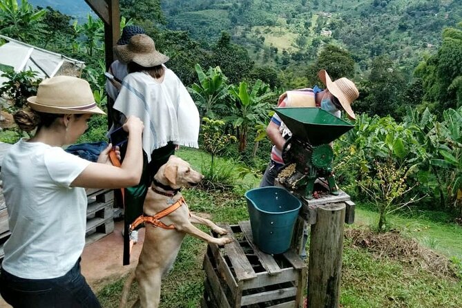 Private Coffee Tour in Jardín Antioquia - Walking the coffee rows at La Finca La Margarita