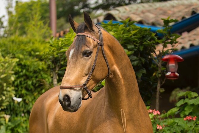 Private Guided Tour of Colombia’s Paso Fino Horse - Coffee, conversation, and the story of the ranch