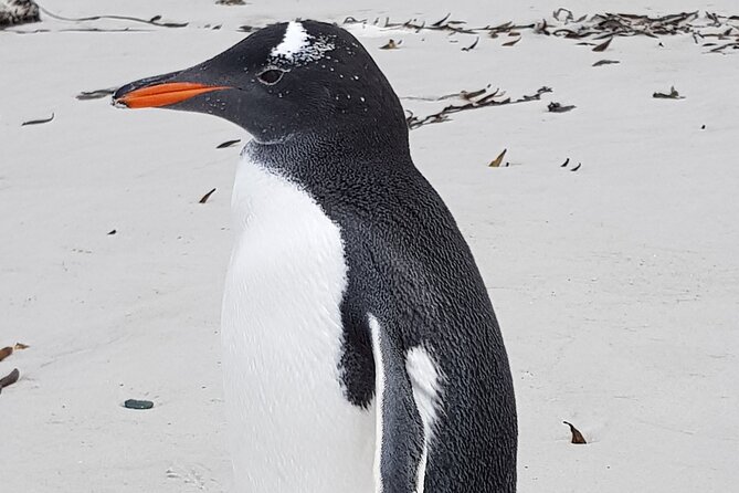 Private Penguin Paradise Tour: Penguins, Scenery & Stanley - What the long drive adds to the experience