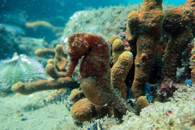 Private Program for Accredited Diver in Búzios - How much value do you get for $75?