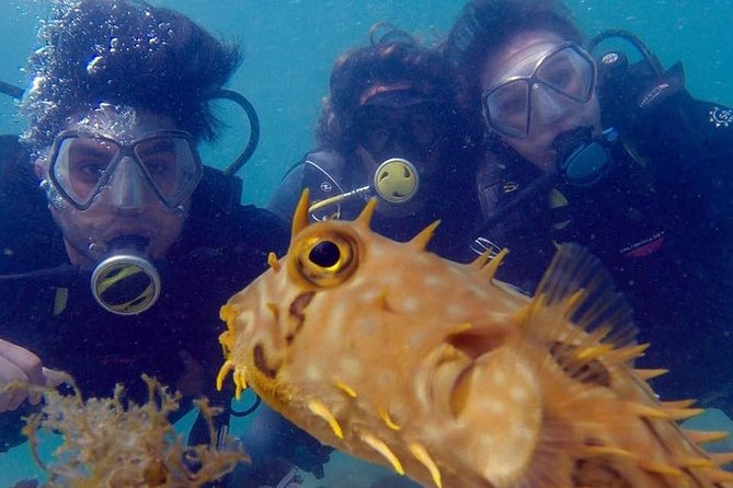 Private Program for Accredited Diver in Búzios - What you may see below the surface