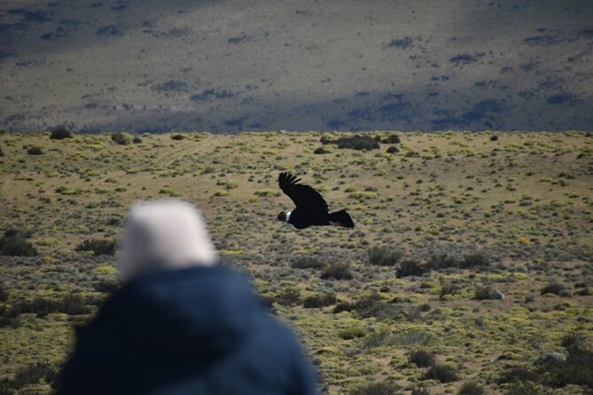 Private Torres del Paine & Milodon, departing from Punta Arenas - What the $554.17 price really buys