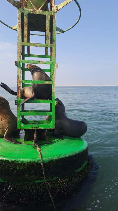 Private Tour: Ballestas Island & Huacachina Oasis, from Lima - Buggy rides and sandboarding on the Ica dunes